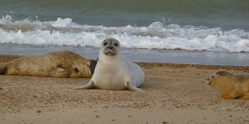 Seals at Horsey Gap